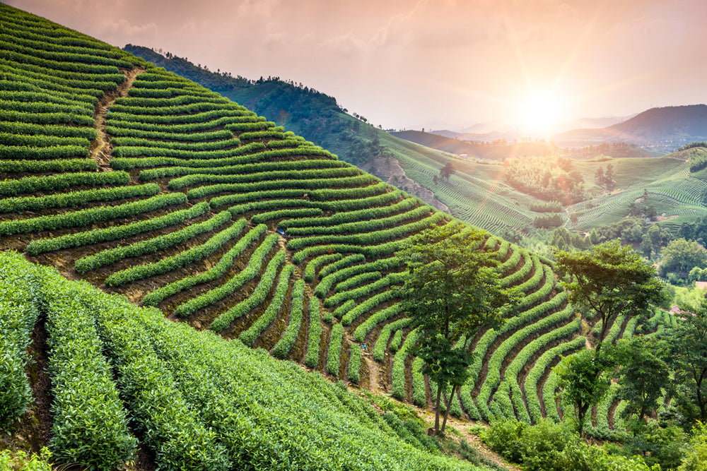 Akustikbild Pro Weinberge