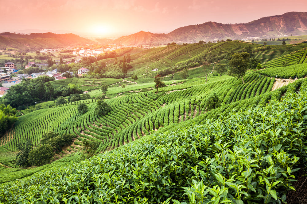 Akustikbild Pro Weinberge bei Sonnenuntergang