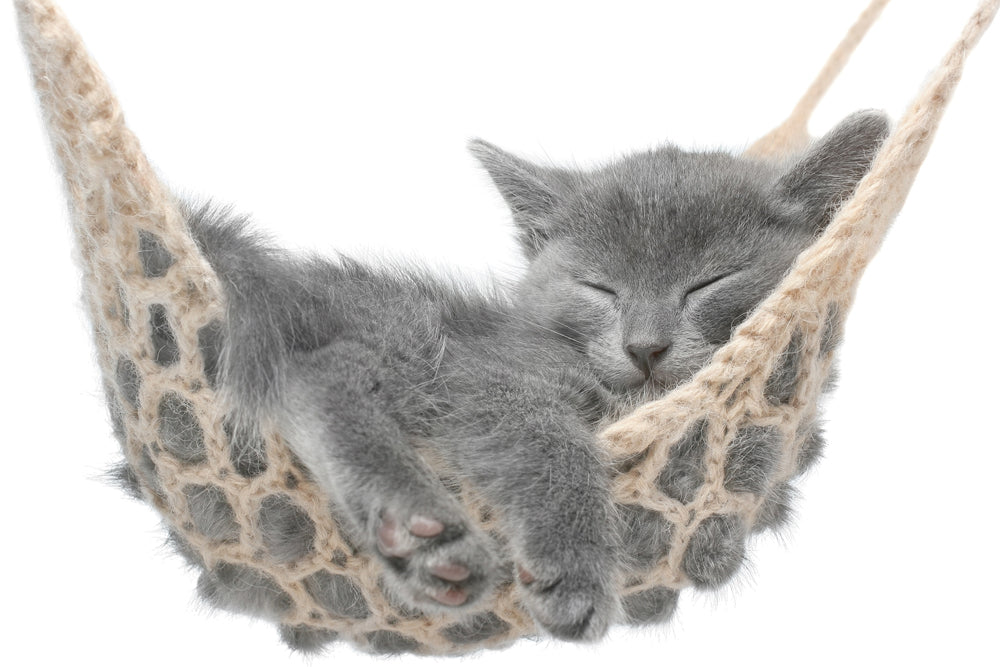 Image acoustique Chaton dans le hamac