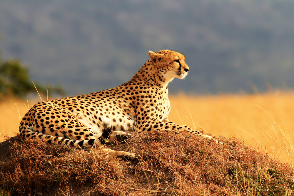 Akustikbild Pro Gepard