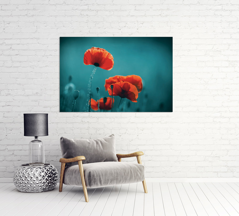 Akustikbild Pro Mohnblumen 5