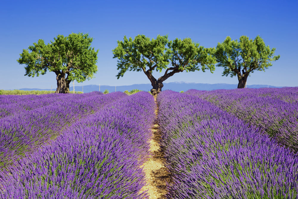 Acoustic Image Pro Lavender Field 6