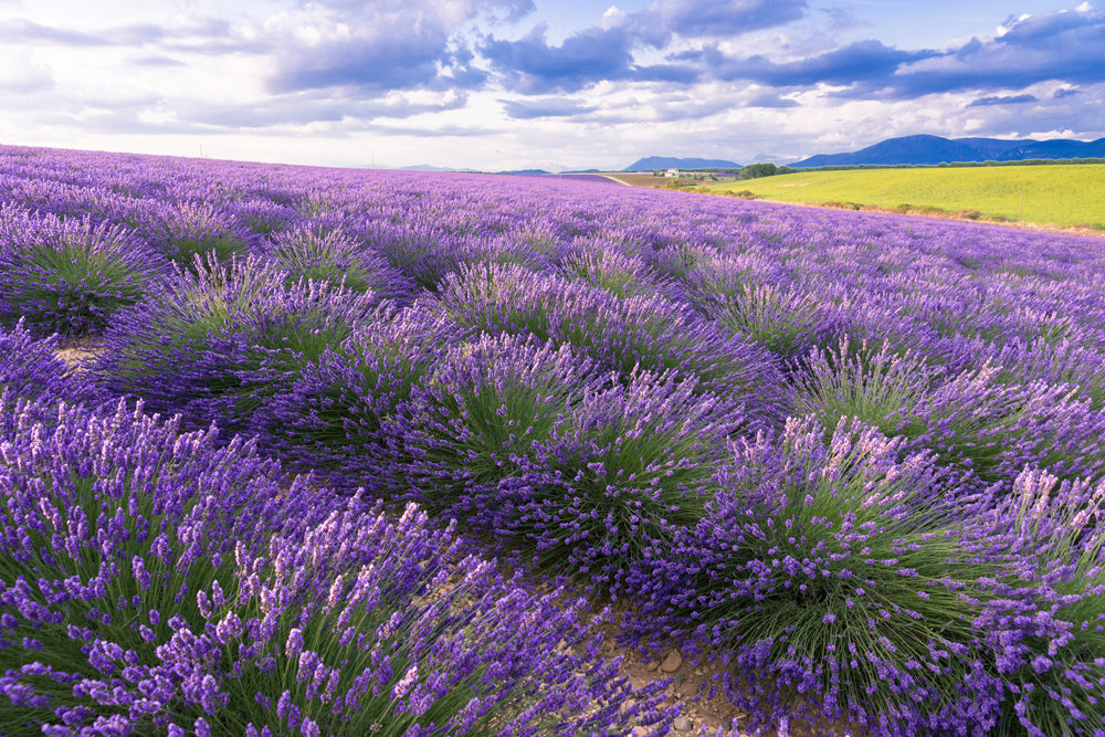 Acoustic Image Pro Lavender Field 7