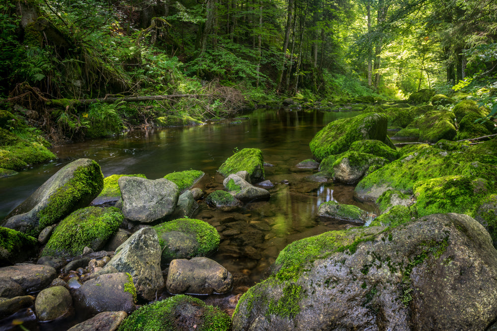 Acoustic image Pro River in the Forest 3
