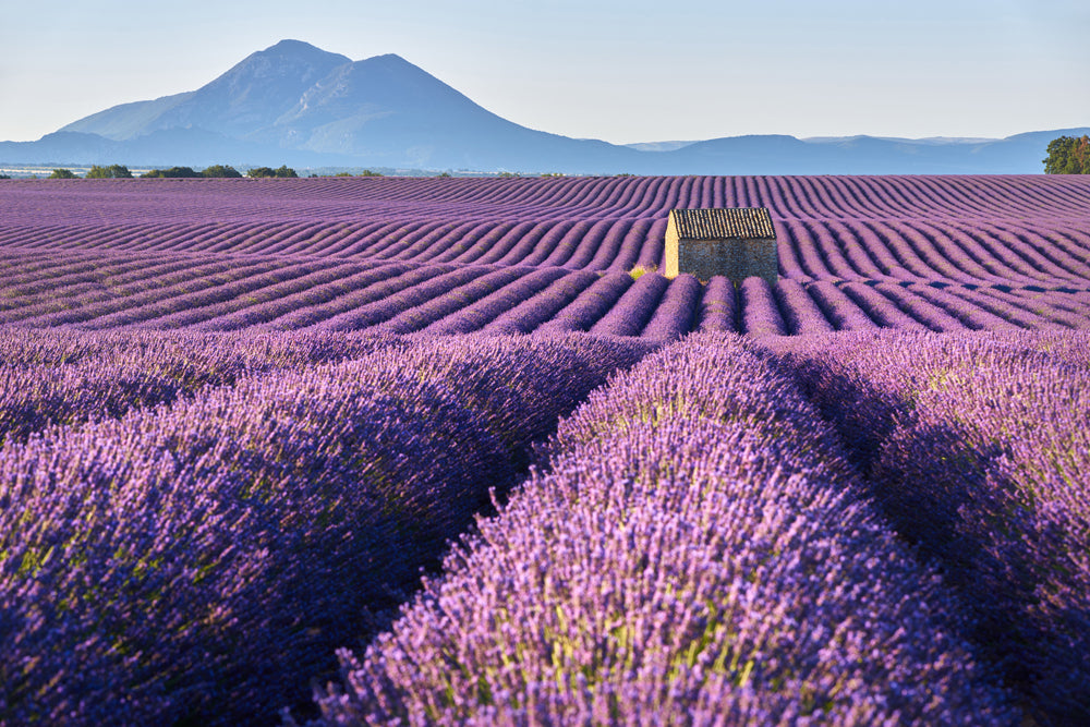 Acoustic Image Pro Lavender Field 8