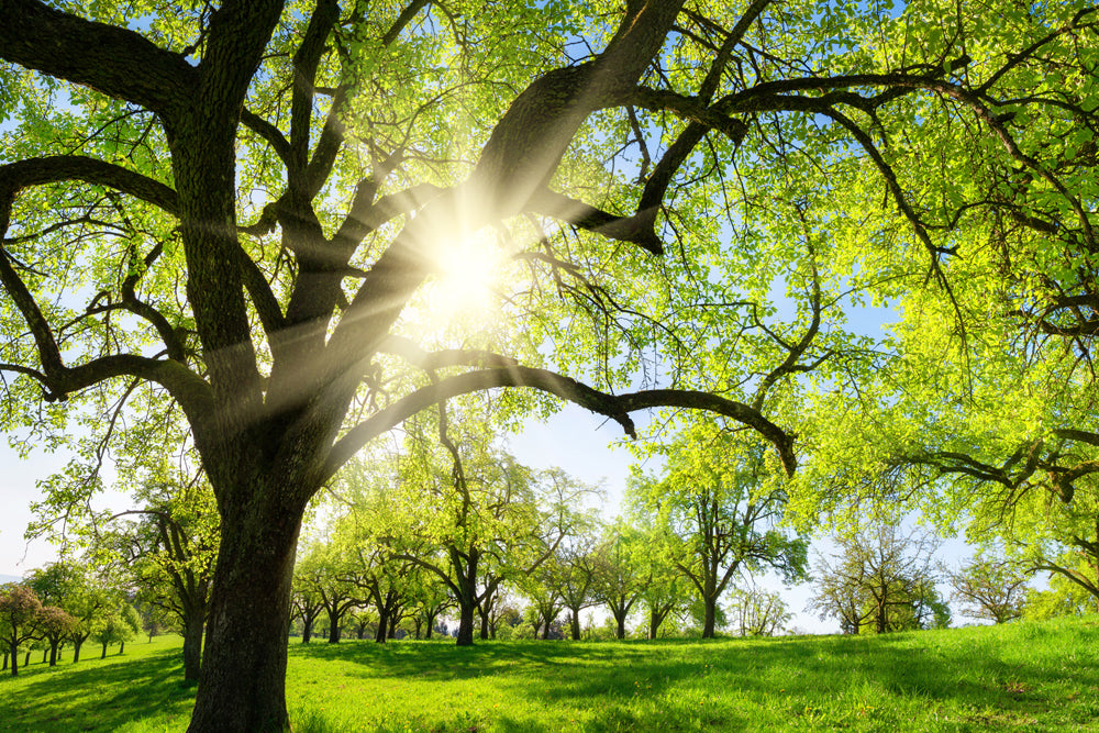 Acoustic image Pro Trees in Spring
