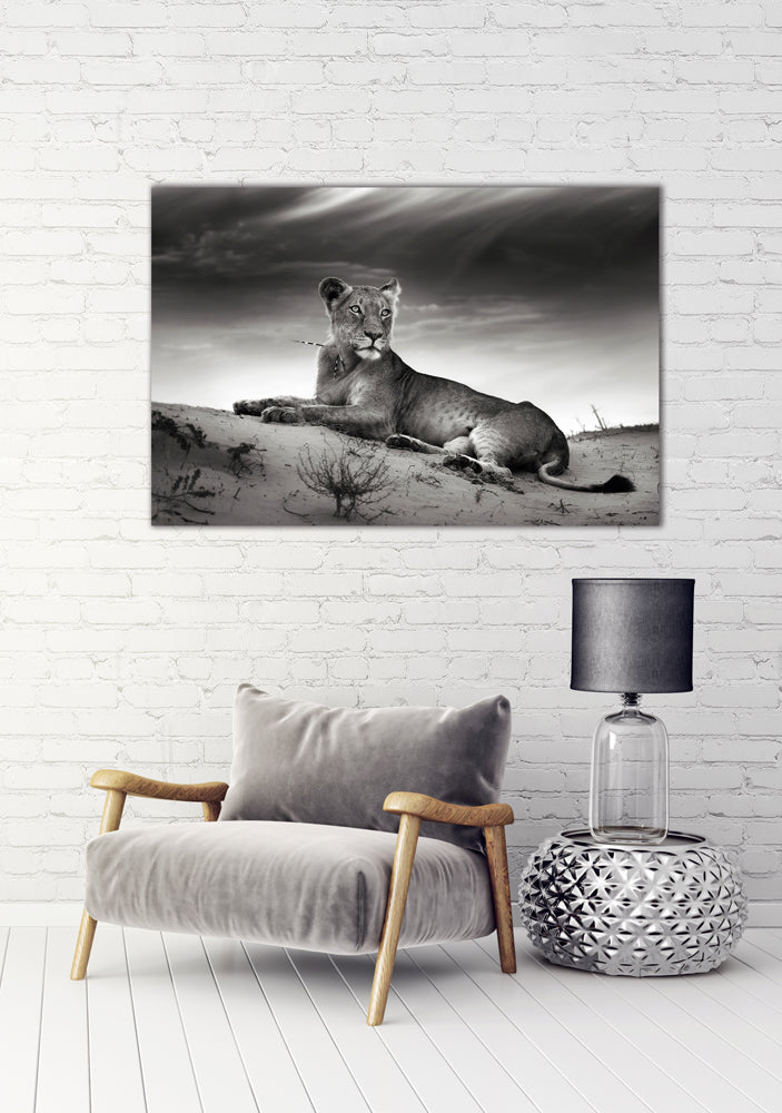 Image acoustique Pro Lioness