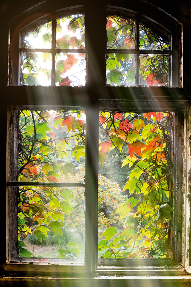 Fenêtre d'image acoustique avec des feuilles