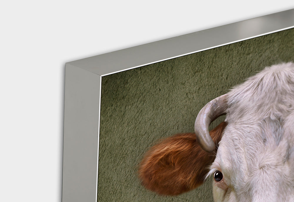 Image acoustique d'une vache avec une veste en cuir
