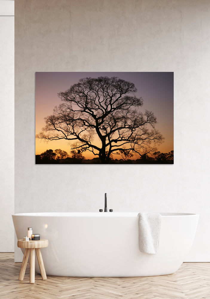 Acoustic Image Pro Gigantic Tree at Sunset