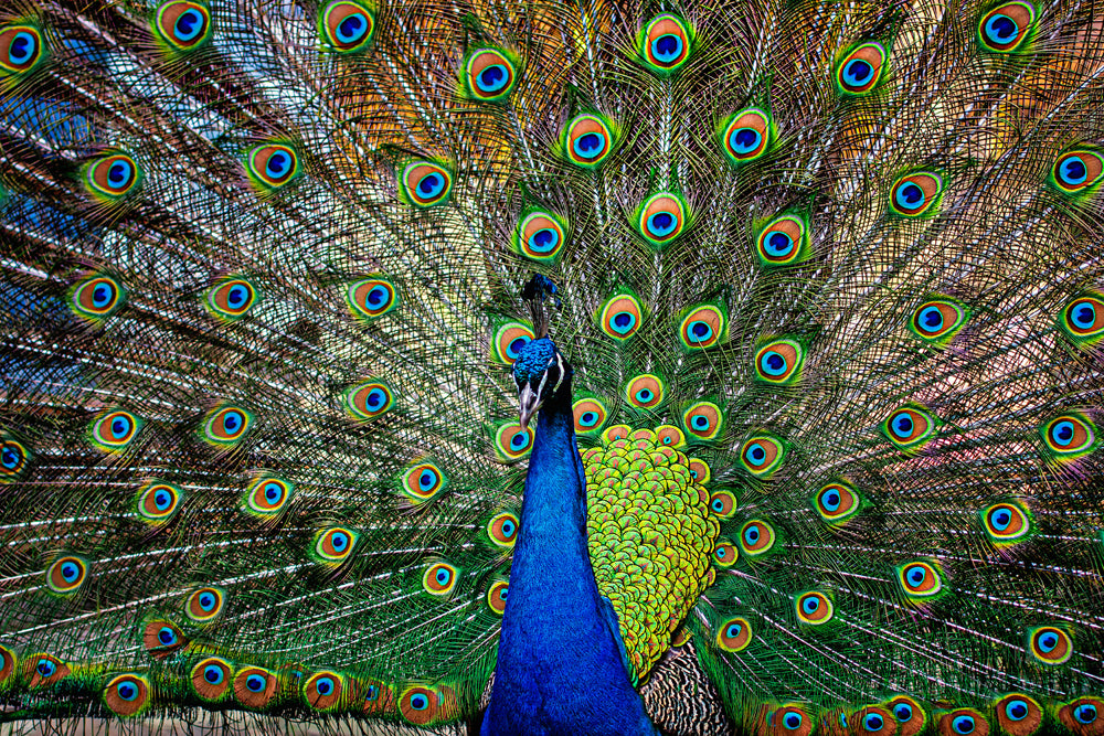 image acoustique Proud Peacock