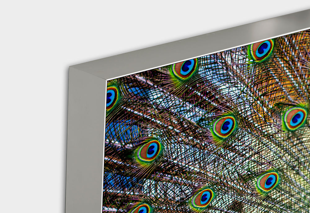 image acoustique Proud Peacock