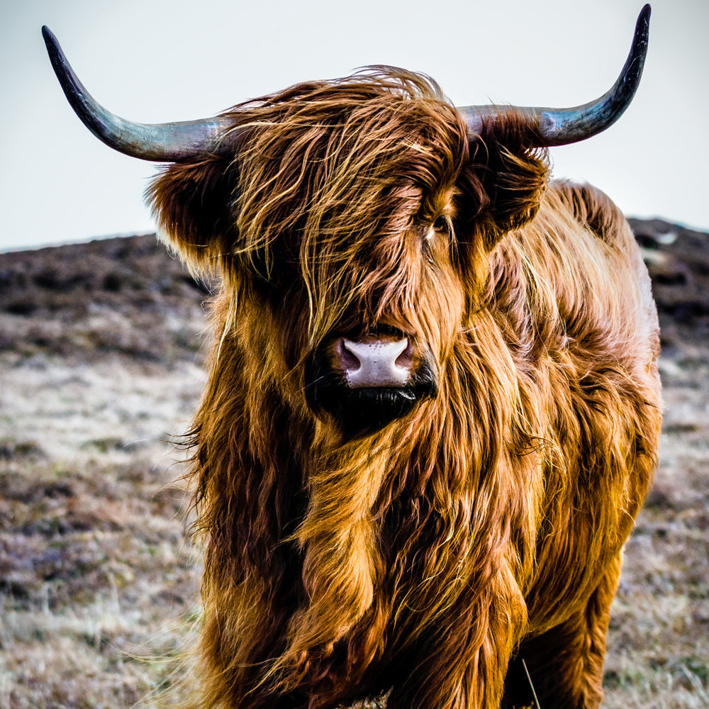 image acoustique de bovins des Highlands