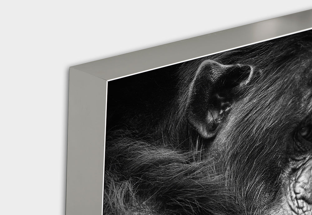 Image acoustique Chimpanzé en pensées