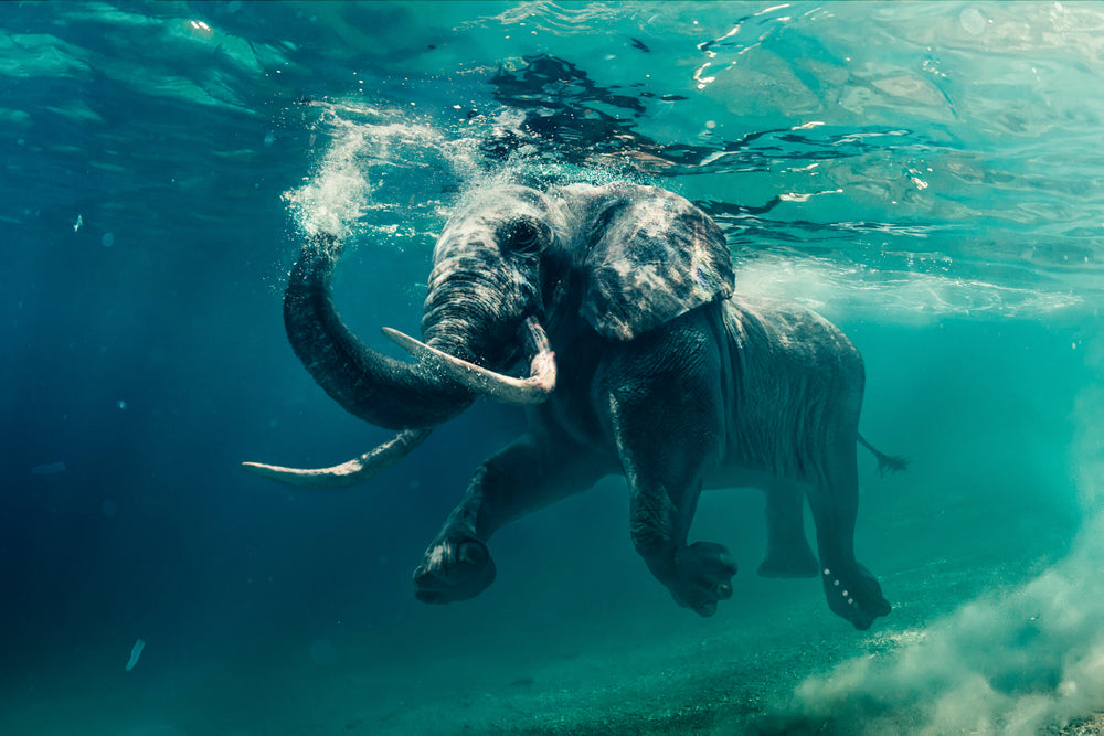 Image acoustique d'un éléphant en train de nager