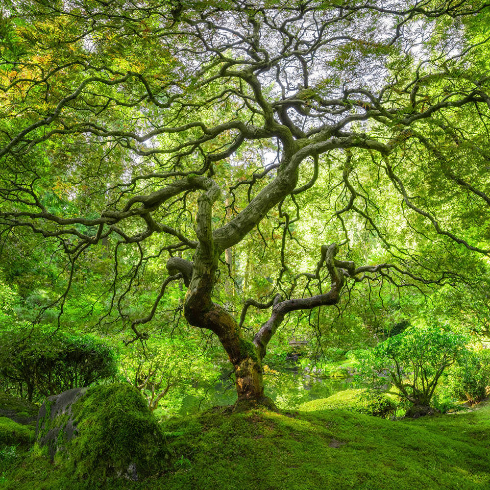 Acoustic image Pro Tree Island