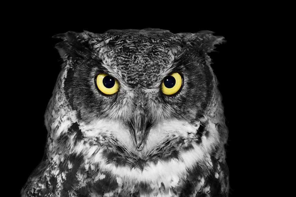 Acoustic picture Slim Owl