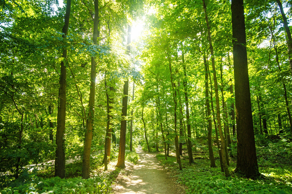 Akustikbild Slim Waldweg