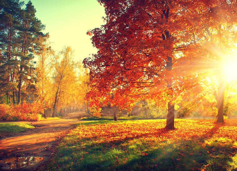 Acoustic picture Slim Evening mood in the autumn forest