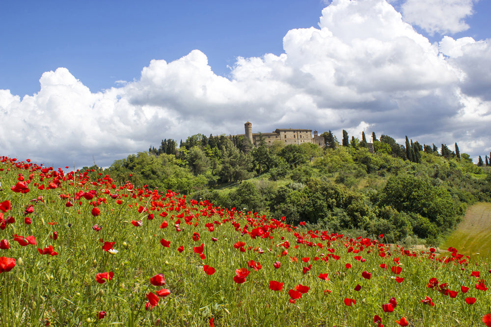 Acoustic picture Slim Poppy Meadow 1