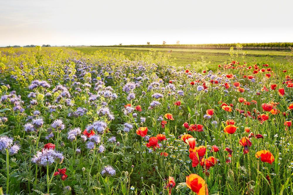 Acoustic picture Slim flower meadow
