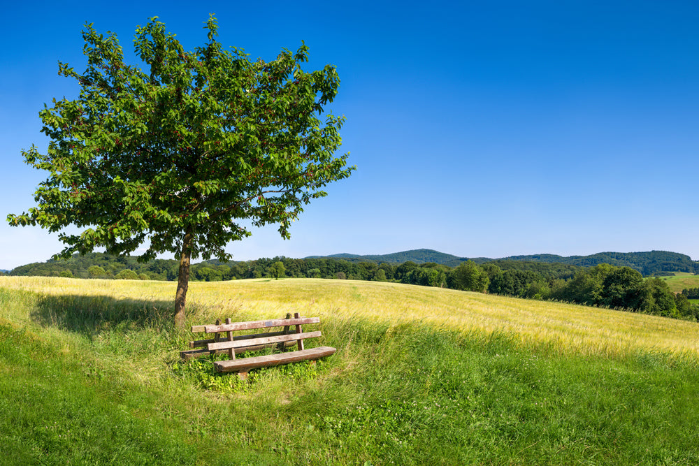 Akustikbild Slim Baum mit Bank