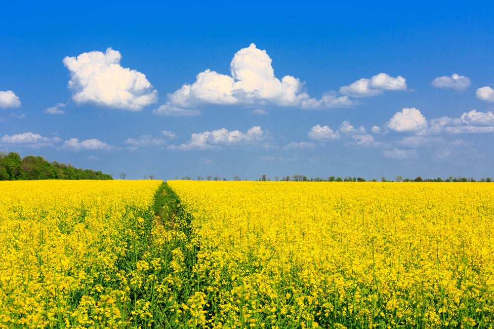 Acoustic image Slim Yellow Rapeseed Field