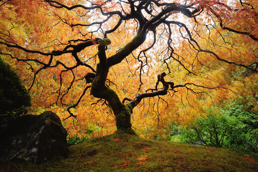 Akustikbild Slim Der Baum