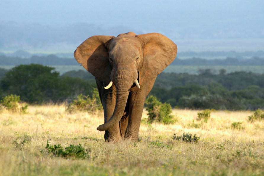 Acoustic picture Slim Lonely Elephant