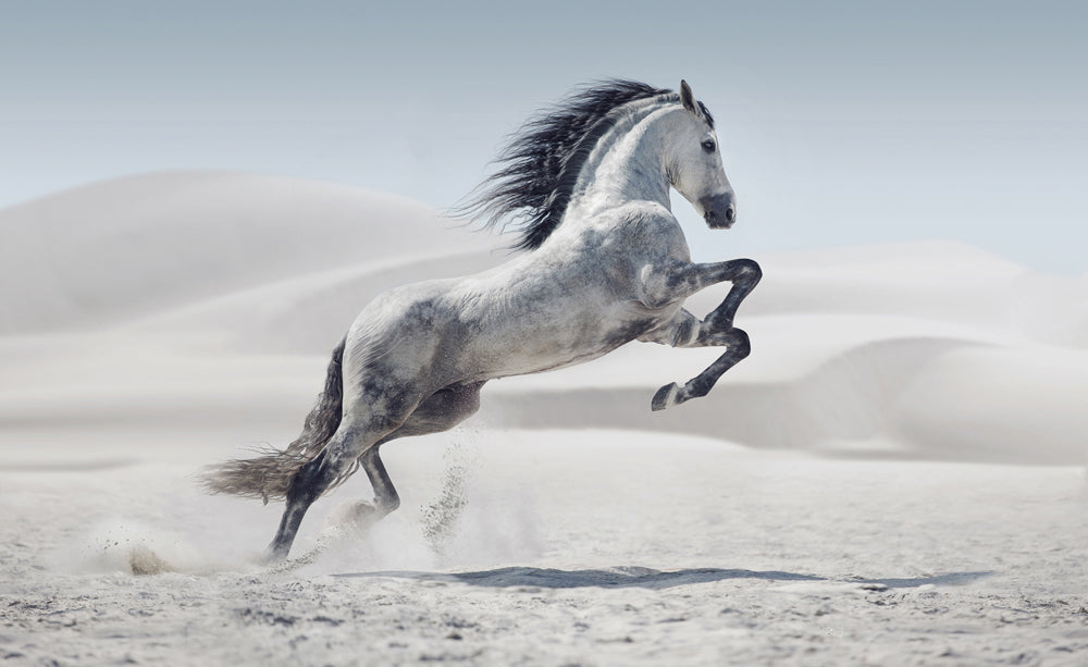 Acoustic picture Slim Wild Horse