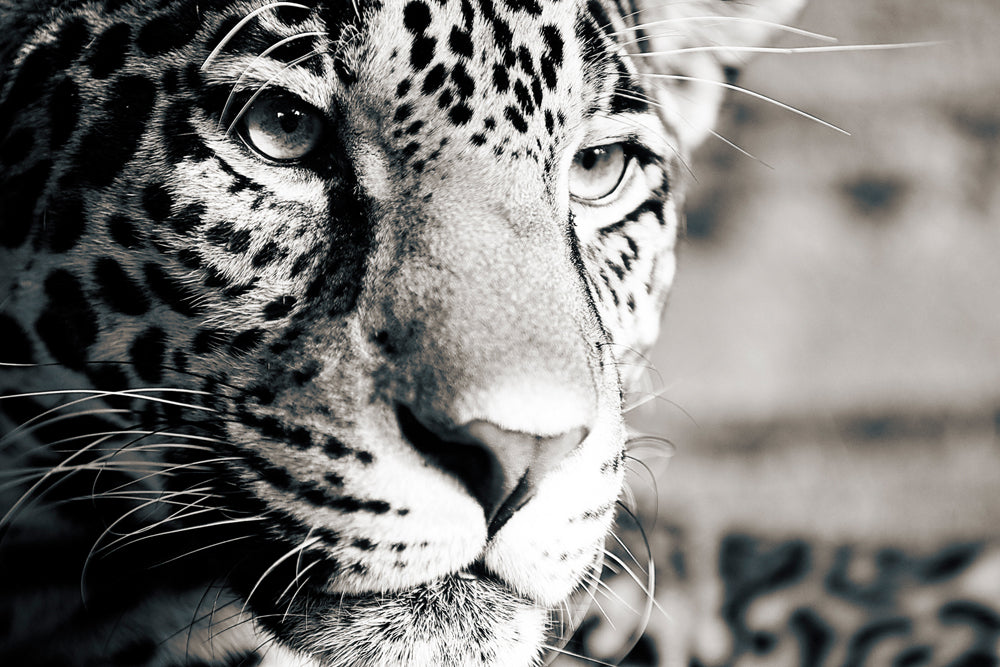 Akustikbild Slim Leopard