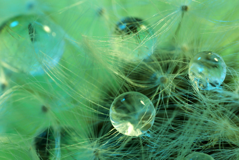 Acoustic picture Slim water pearls on delicate plant