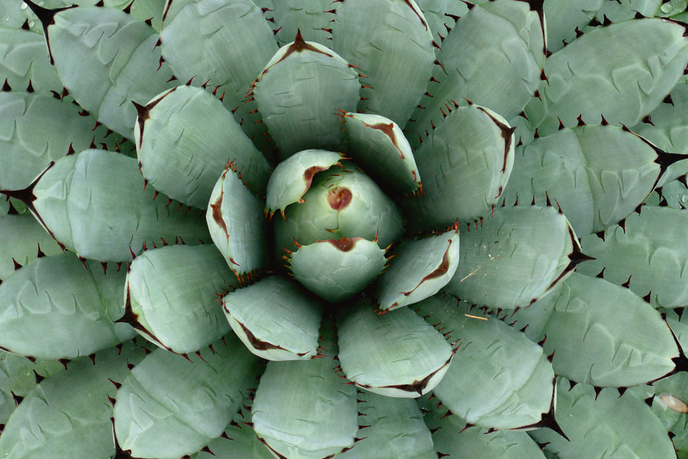 Acoustic picture Slim Agave
