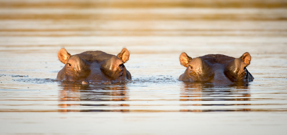 Acoustic picture Slim 2 hippos