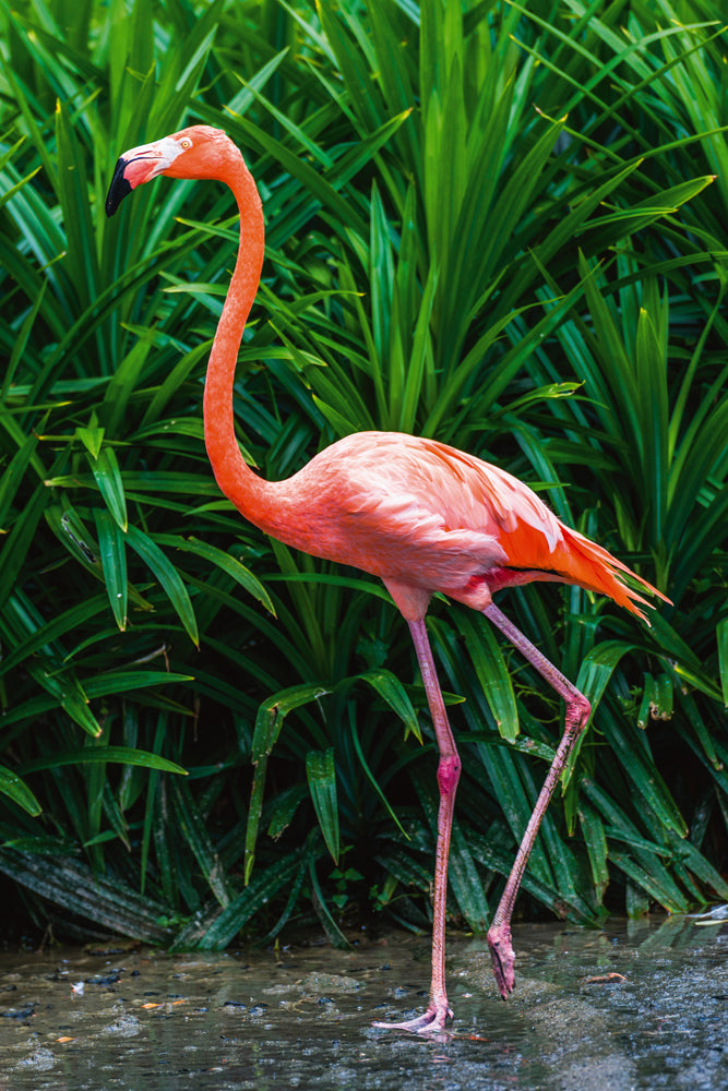Akustikbild Slim Eleganter Flamingo