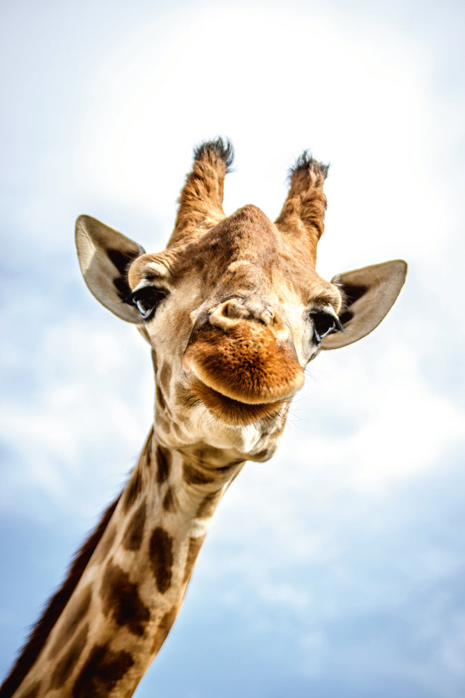 Akustikbild Slim Lächelnde Giraffe
