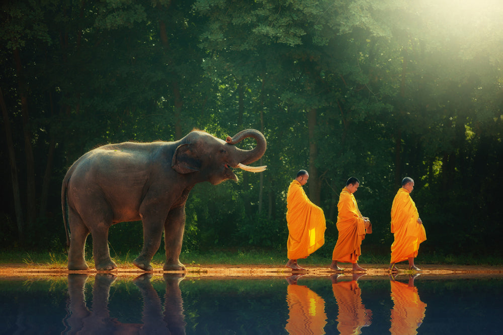 Akustikbild Slim Mönchwanderung mit Elefant