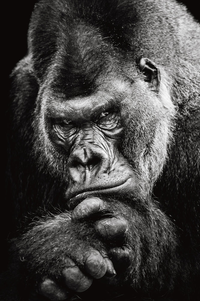 Akustikbild Slim Imposanter Gorilla