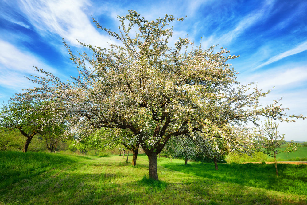 Akustikbild Slim Blühende Obstbäume