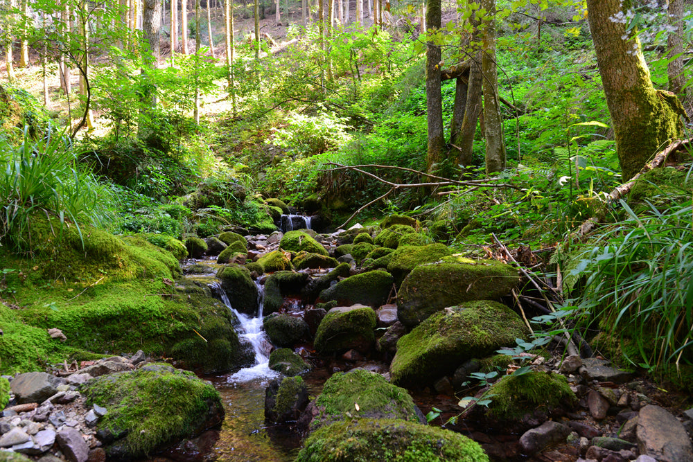 Akustikbild Slim Flußlauf im Wald 2