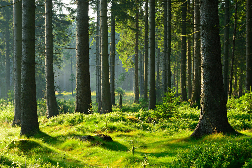 Akustikbild Slim Hochwald