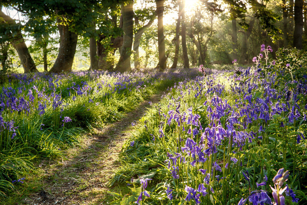 Akustikbild Slim Wald mit Lavendel 2