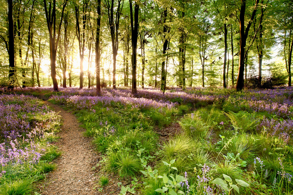 Akustikbild Slim Waldweg