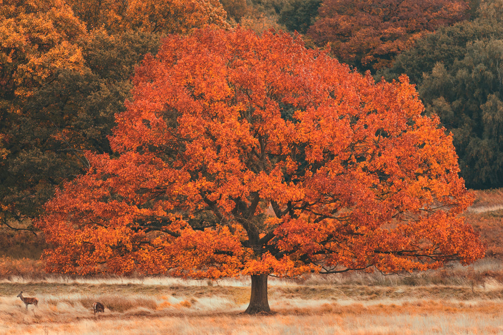 Akustikbild Slim Herbstbaum