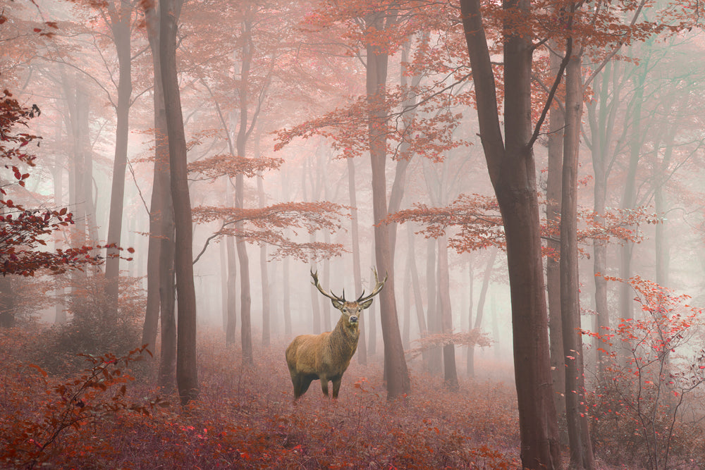 Akustikbild Slim Hirsch im Herbstwald