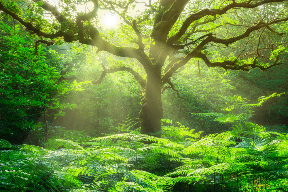 Akustikbild Slim Baum im Wald