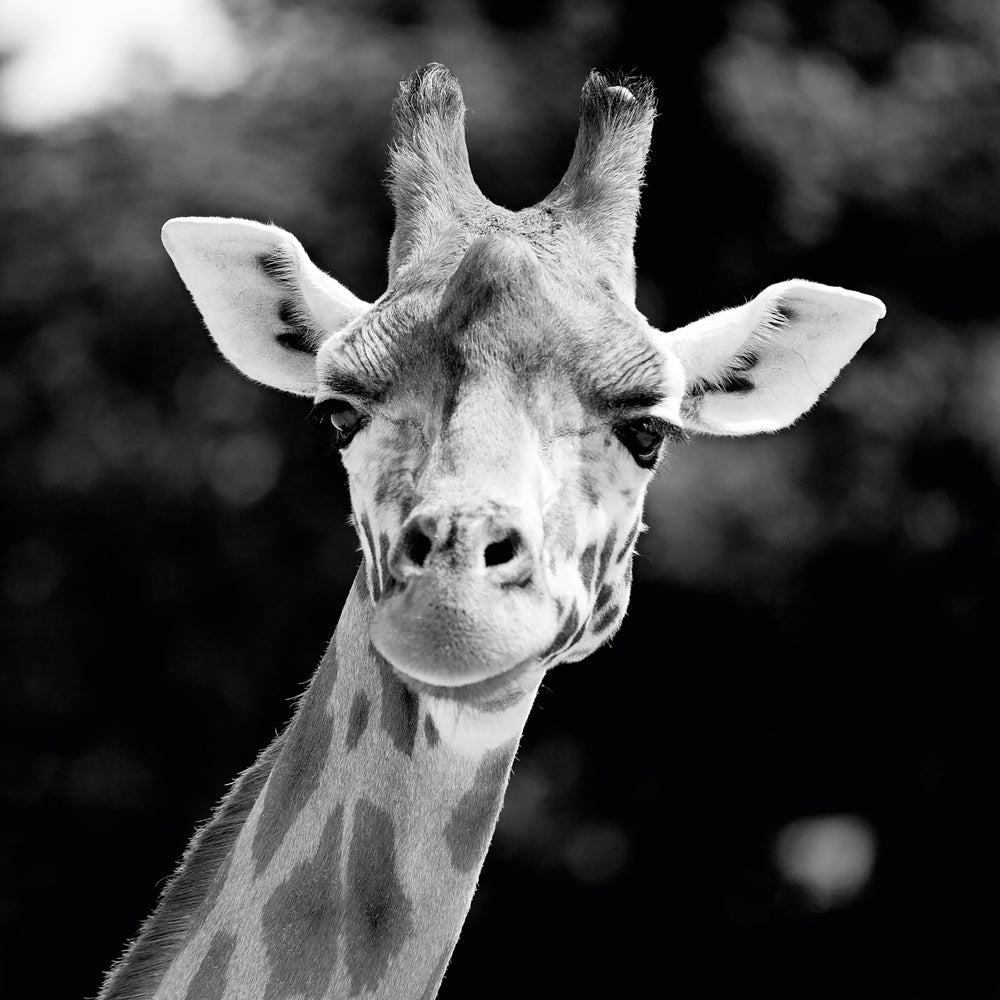 Akustikbild Slim Giraffe