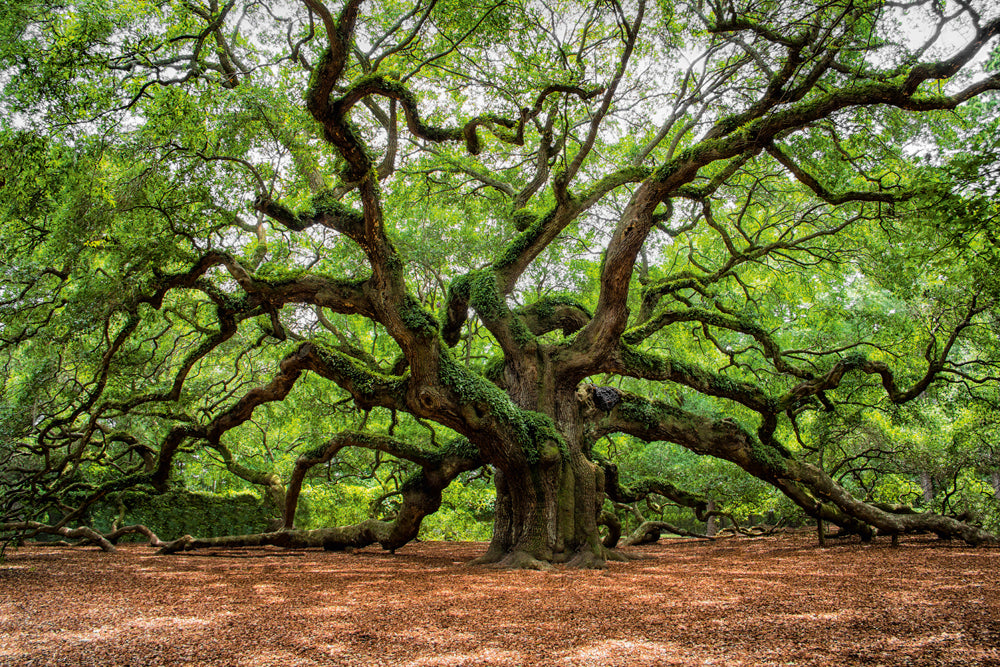 Akustikbild Slim Verzweigter Baum