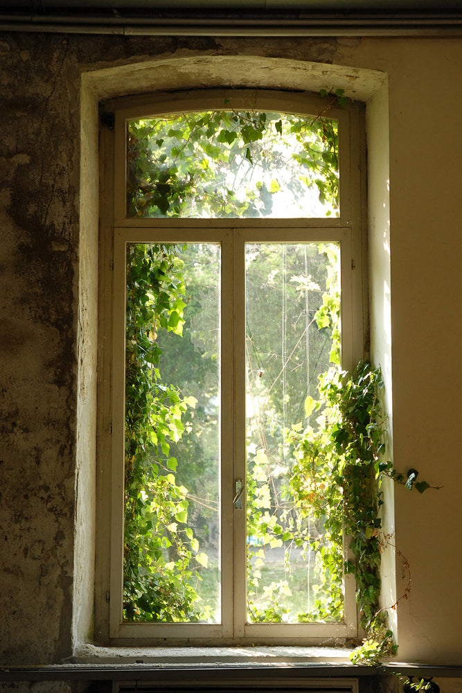 Akustikbild Slim Fenster bewachsen mit Laub