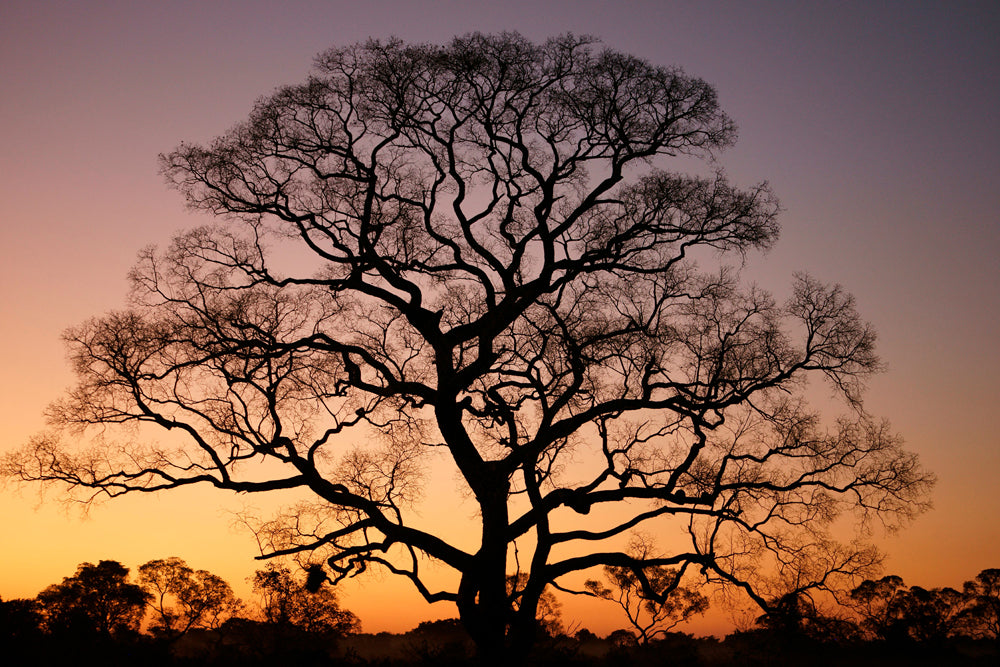 Akustikbild Slim Gigantischer Baum im Sonnenuntergang